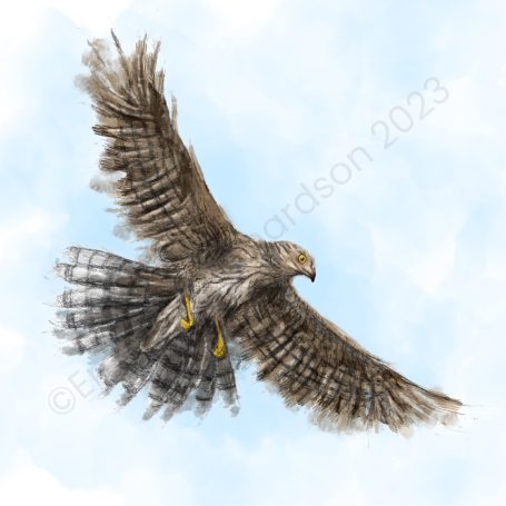 Book cover goshawk illustration