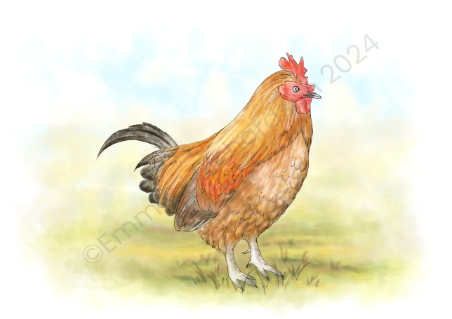 Chicken illustration