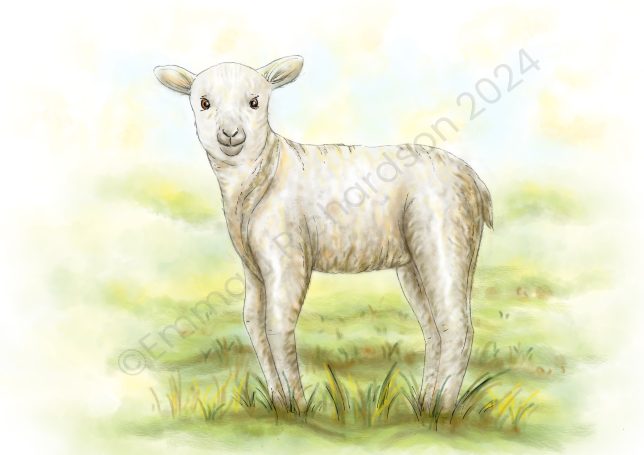 Lamb illustration