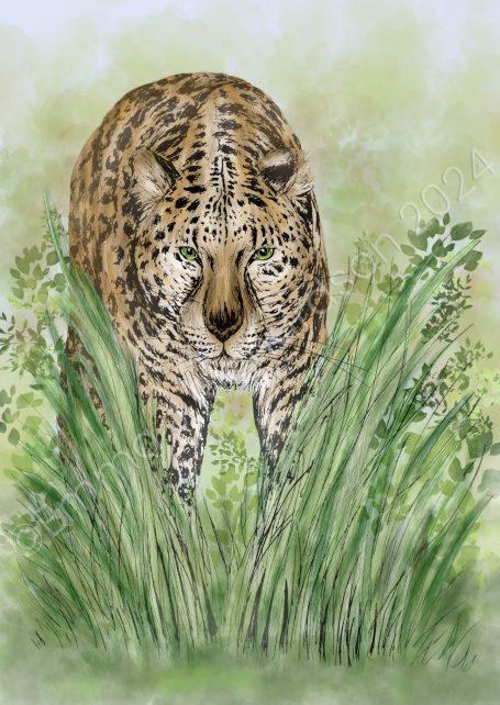 Amur leopard for climate change zine